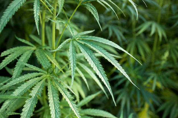 CBN vs. CBD: Key Differences, Benefits, and Uses Explained