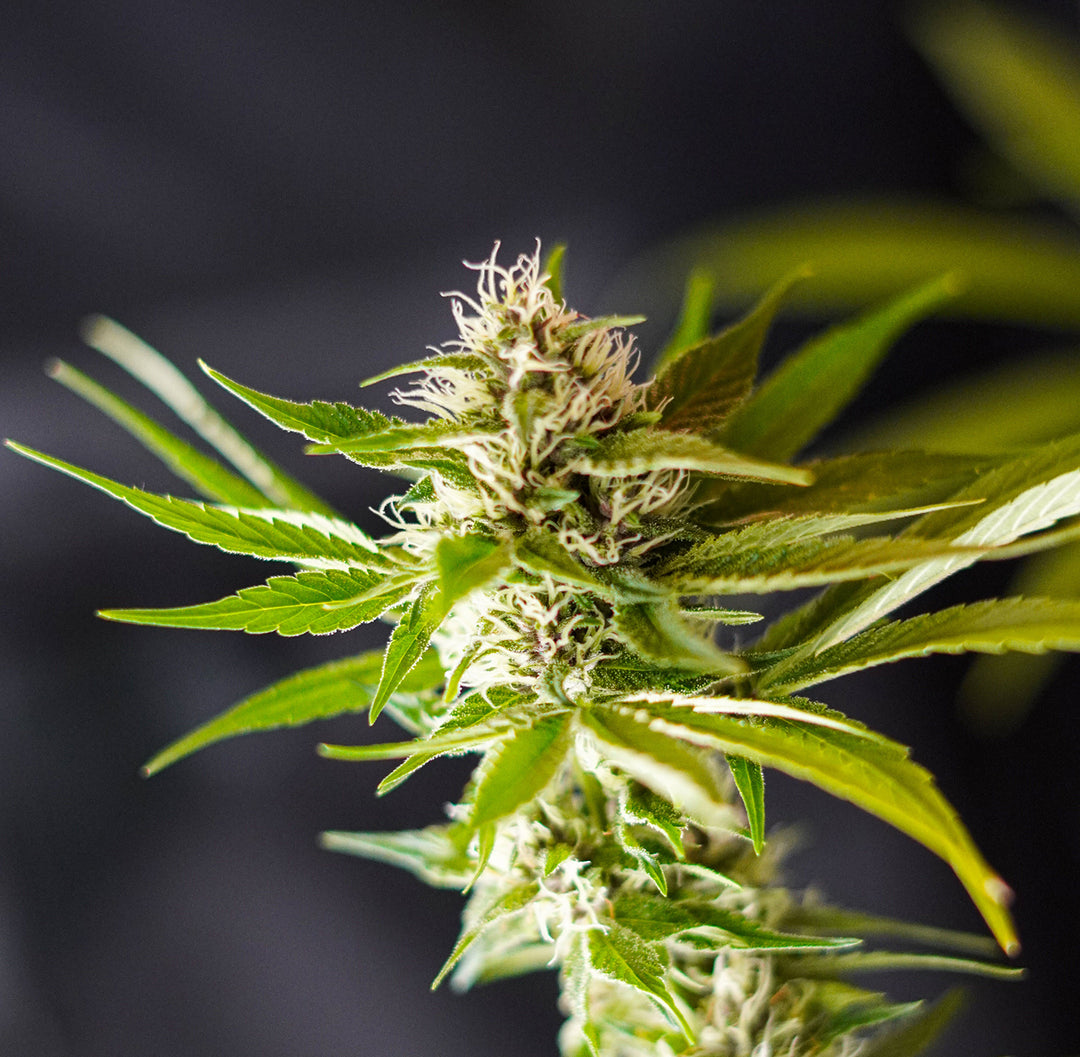 The Highs and Lows of THC: A Complete Guide to Tetrahydrocannabino
