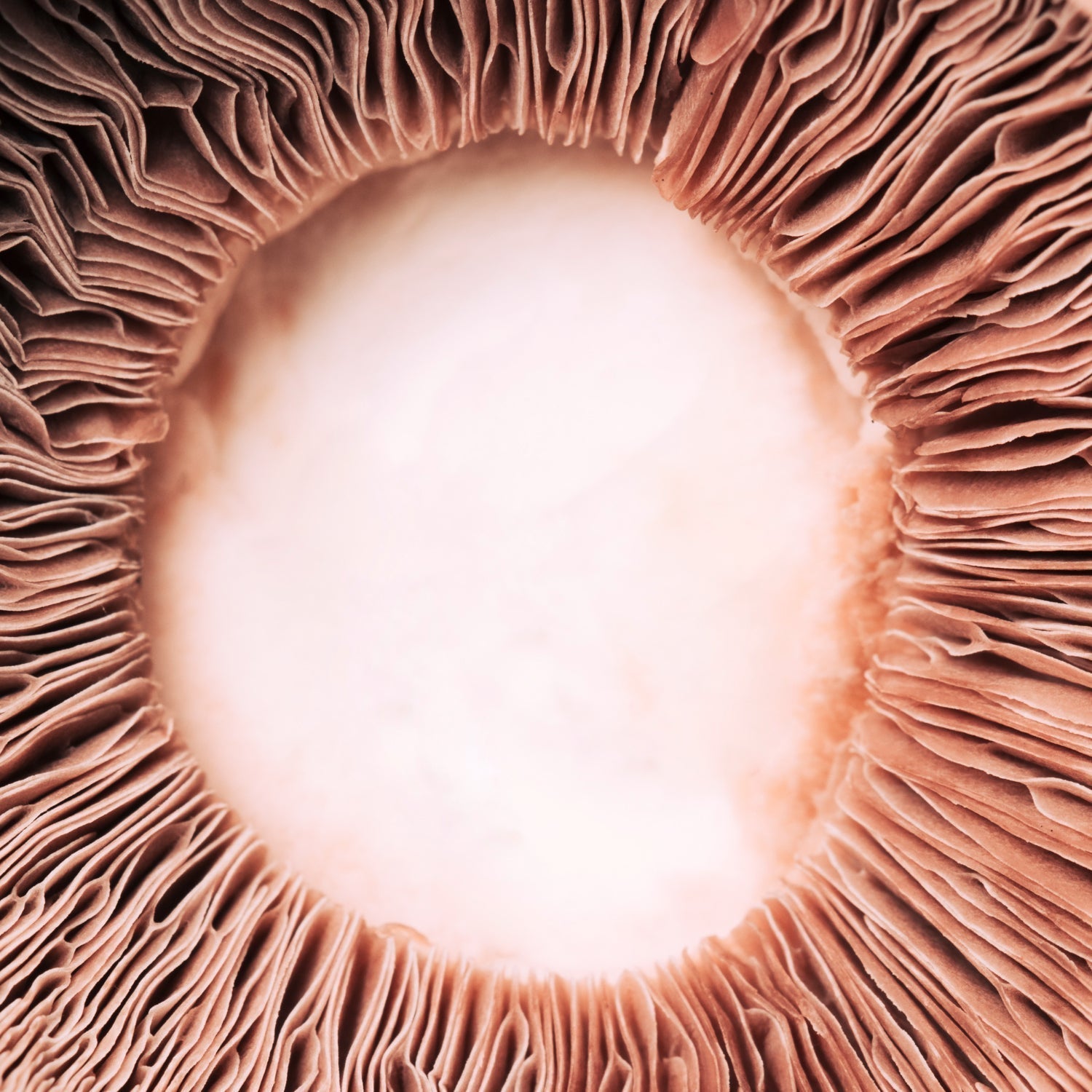 Your Brain on Mushrooms (The Legal Kind)