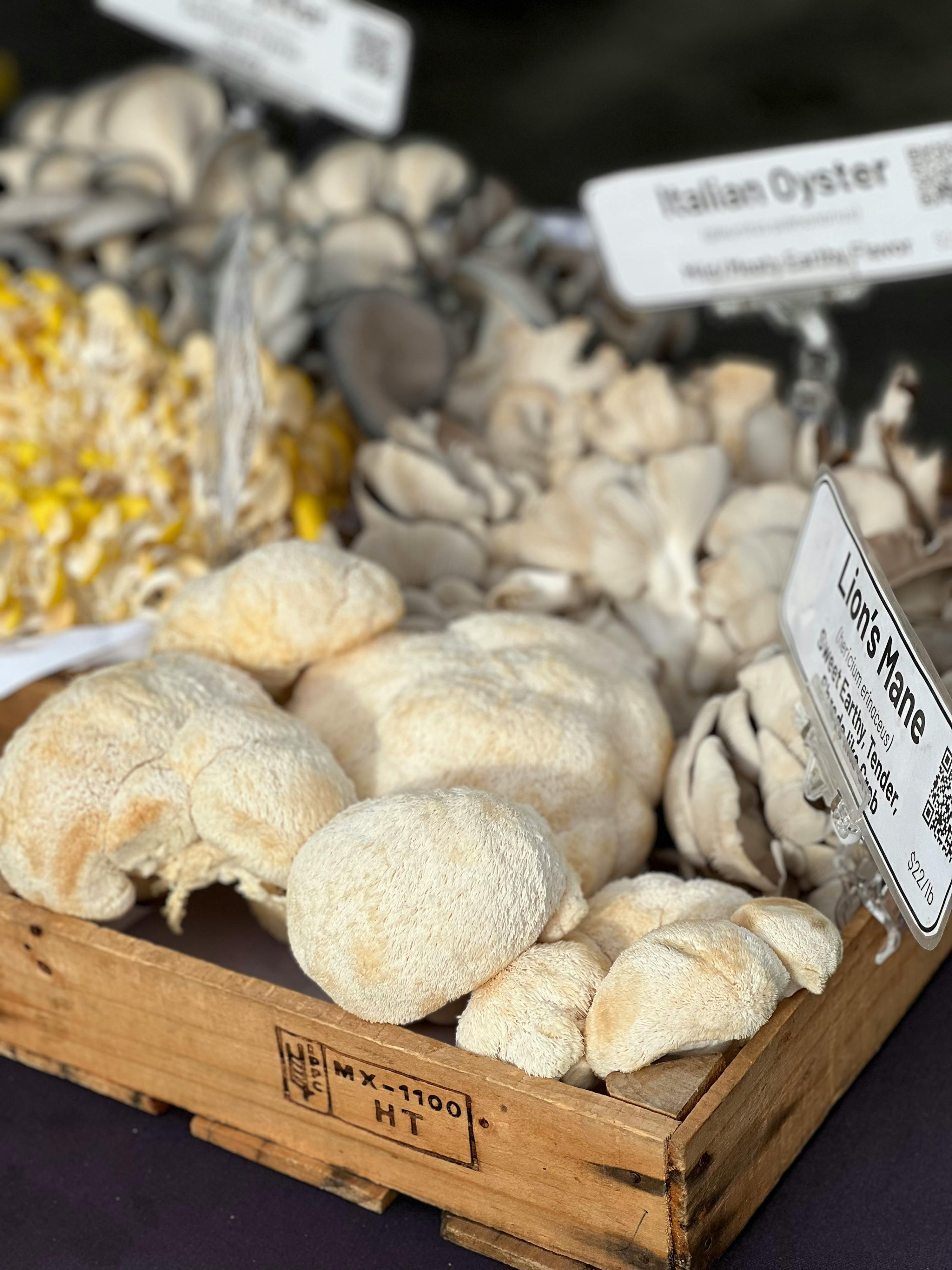 Unlocking the Power of Lion’s Mane: Benefits for Brain Health