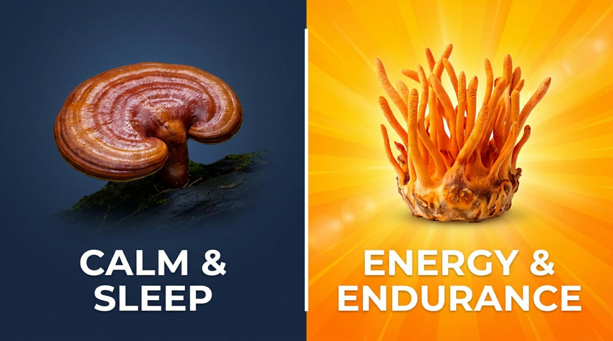 Reishi vs. Cordyceps: Which Mushroom Is Right for You?